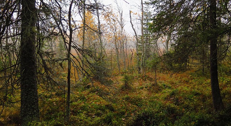 Närheten
mellan skog och våtmark liknar närmast en mosaik
