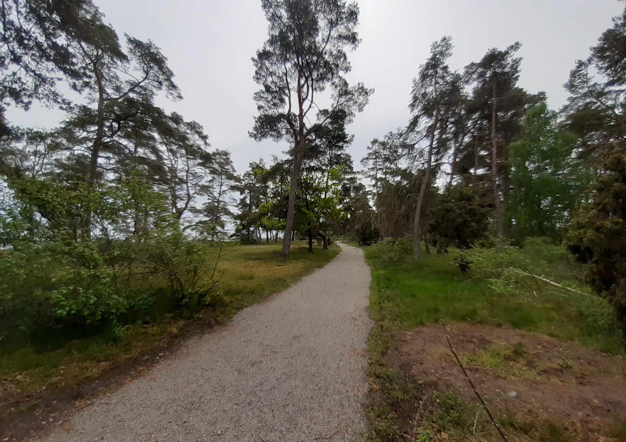 Barmarksled, Örarevet