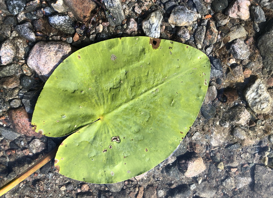 Näckros med en stenig sjöbotten som bakgrund.