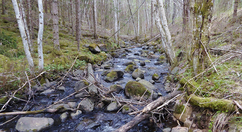 Öjenäsbäcken, Naturreservat