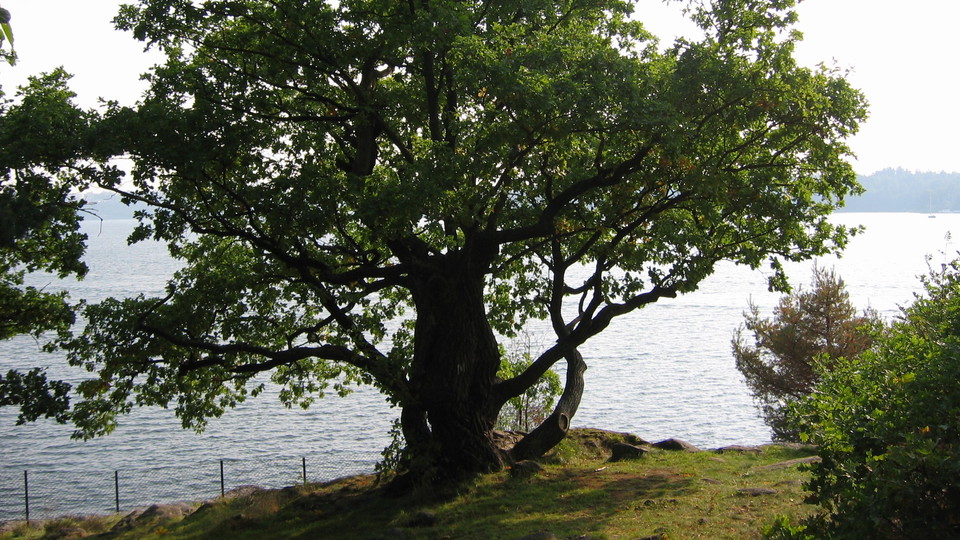 Ek i Larsberg. Foto Lidingö stad
