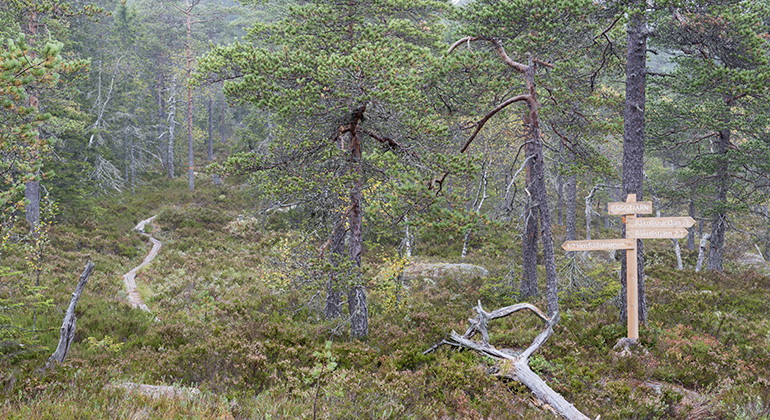 I Hovfjället finns flera vandringsleder att välja på. 