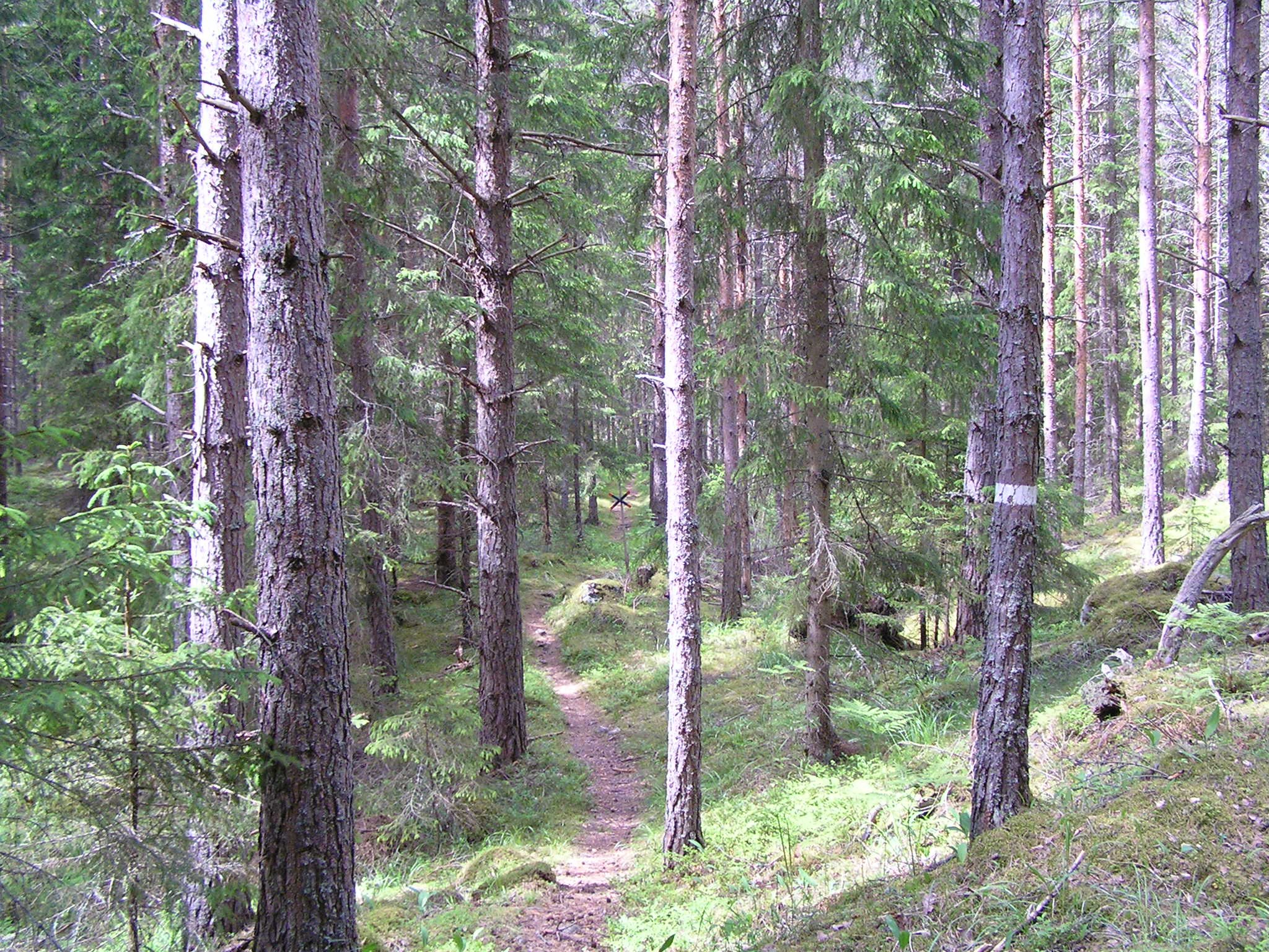 En smal stig går genom skogen. På flera trädstammar finns vita stigmarkeringar målade.