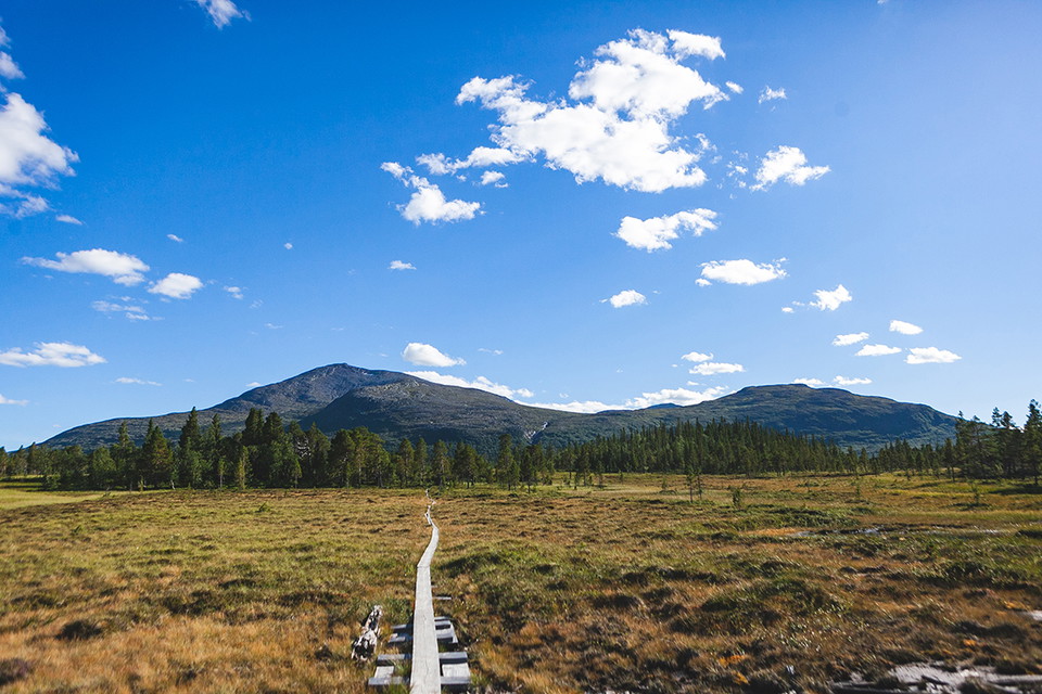 En lång spång som går över en myr med ett fjäll i blickfånget