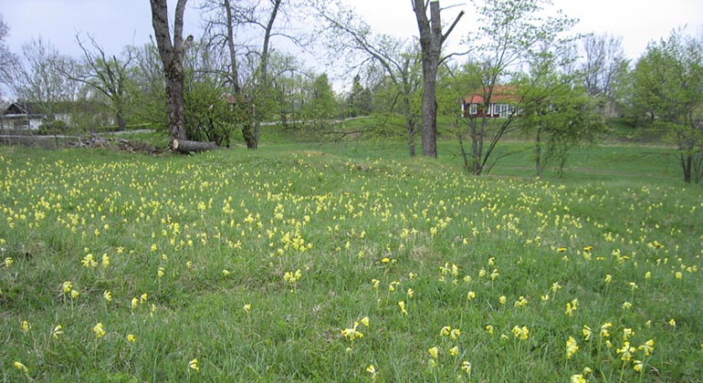 Latorpsängarna i gullvivetid.