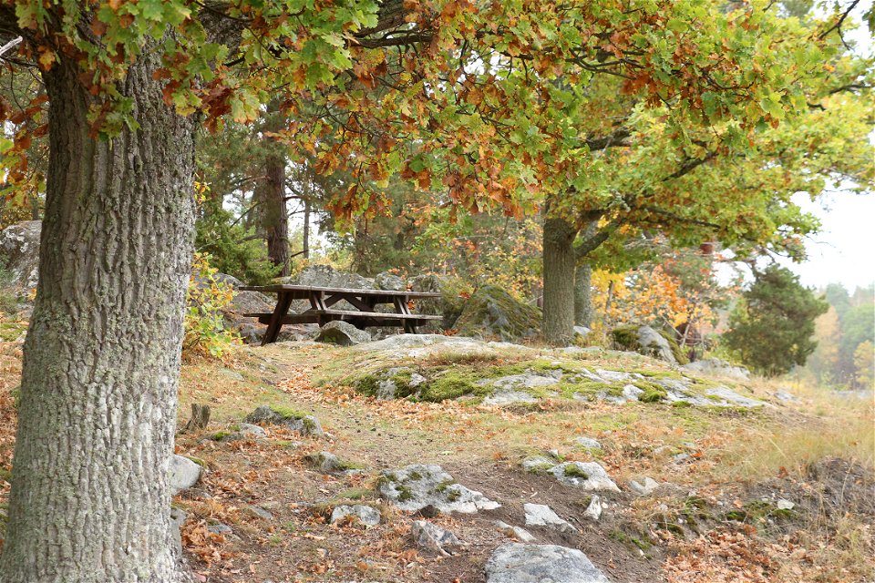 En picknickbänk bland ekar på en liten höjd