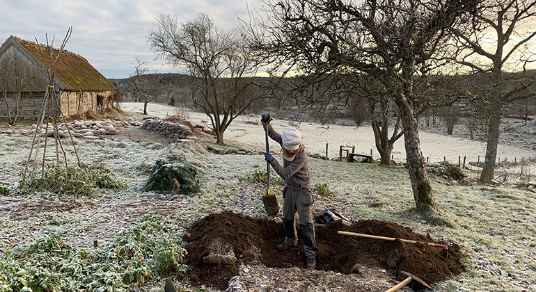 Kvinna med spade i handen i full färd med att gräva en grop. 