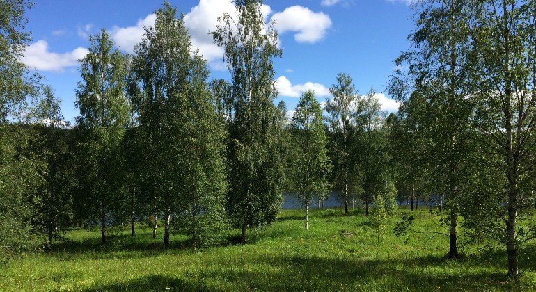 Trädklädd ängsmark som sträcker sig ner till vattnet.