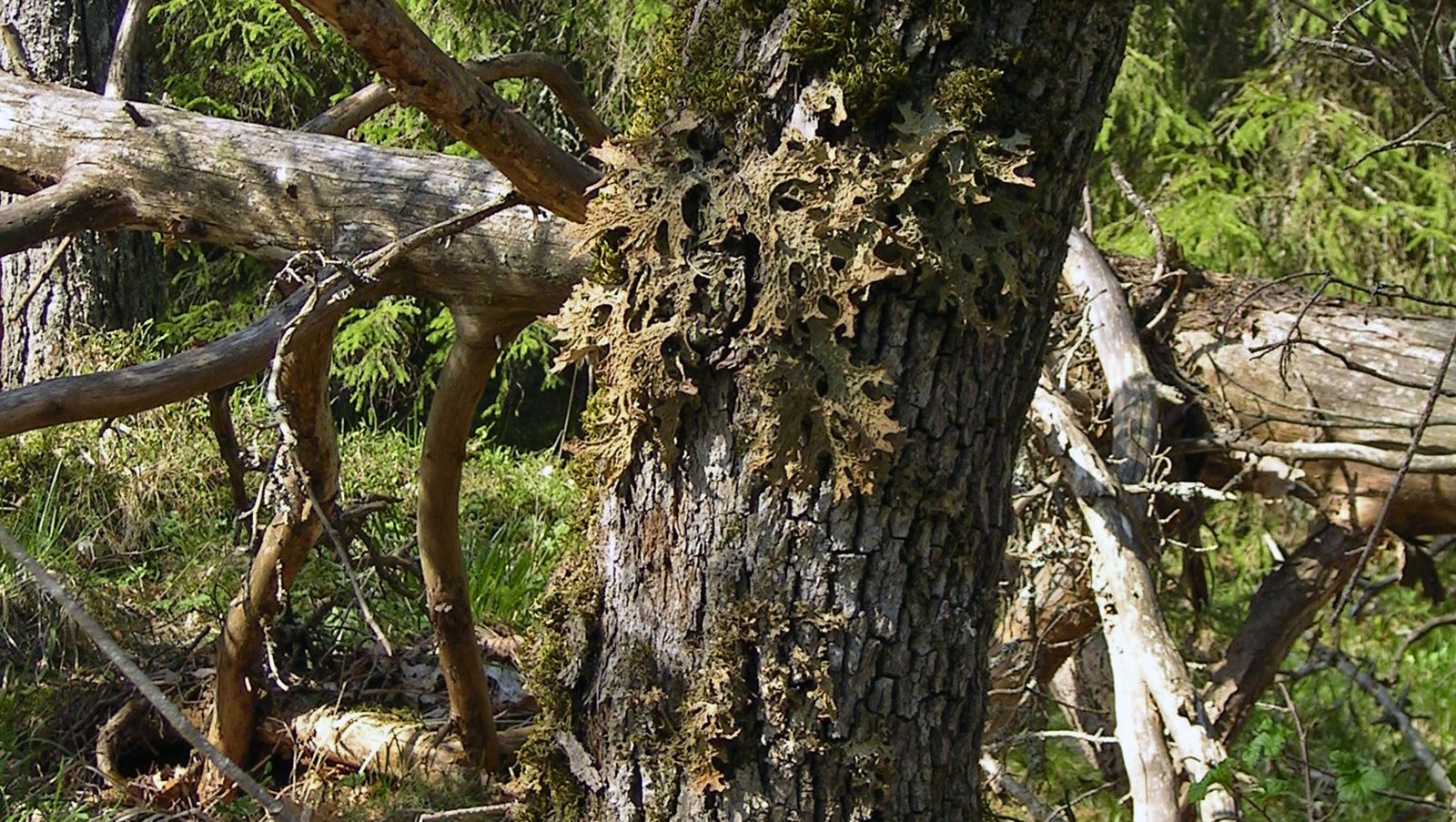 Lunglav på ek i Häverö-Bergby naturreservat. 