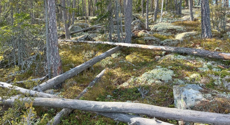 Bild på död ved i form av grå fallna träd som ligger i skogen.