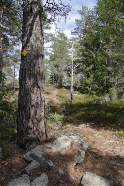 Stigen är markerad med gula brickor på träd.