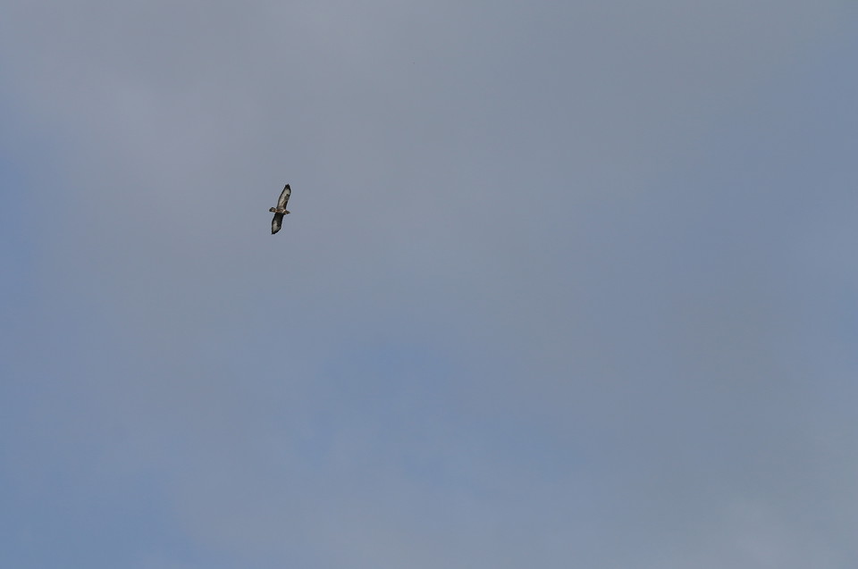 En ormvråk flyger högt.