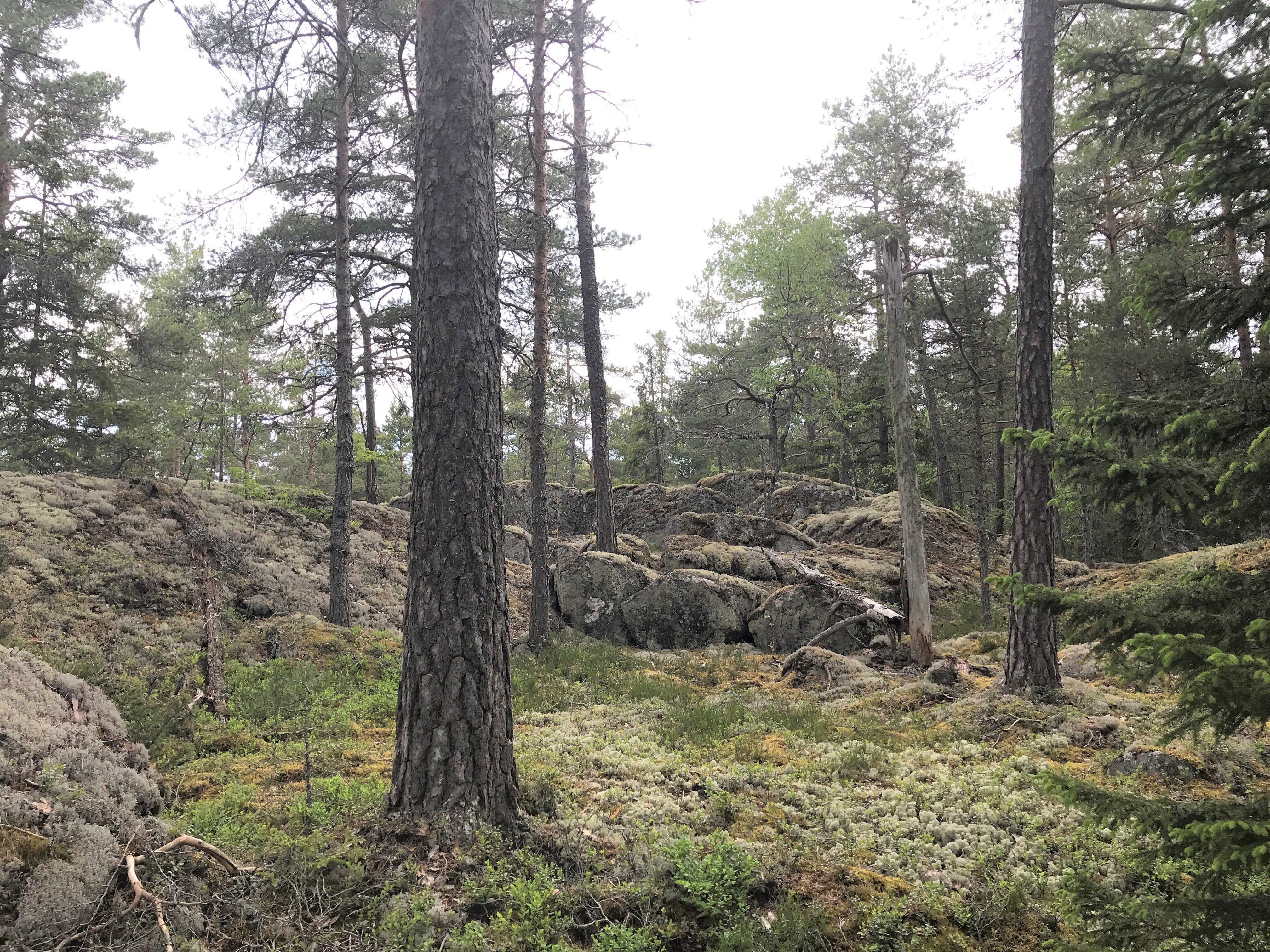 En låg bergsrygg går genom skogen. Marken är täckt av mossor och lavar och det finns många gamla träd runtom.