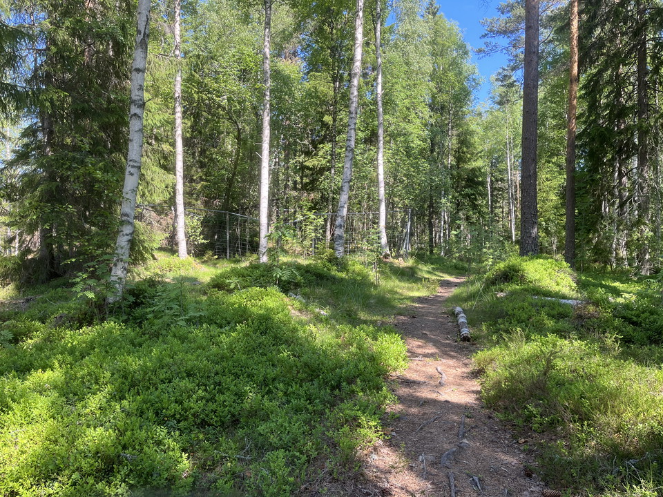 Längs med leden