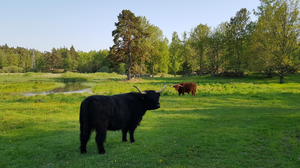 Matilda och Eddie vid Västra Långängskärret. Foto Lidingö stad