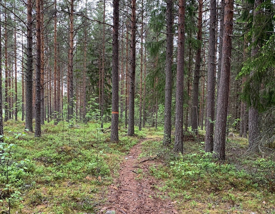 Leden går för det mesta i lätt terräng.
