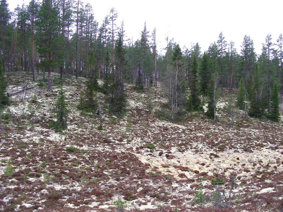 Lav och ljunghed