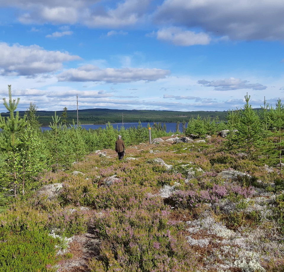 Hälsingeleden mot Lossjön