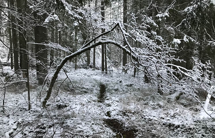 Ett liten stig genom skogen. Ett fint snölager täcker mark och grenar.