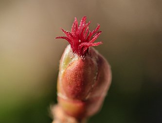 Närbild på en knopp, ur vilken det sticker upp en mycket liten rosa blomma.
