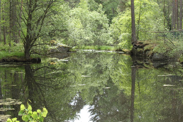 Fågeldammarna, Stadsskogen