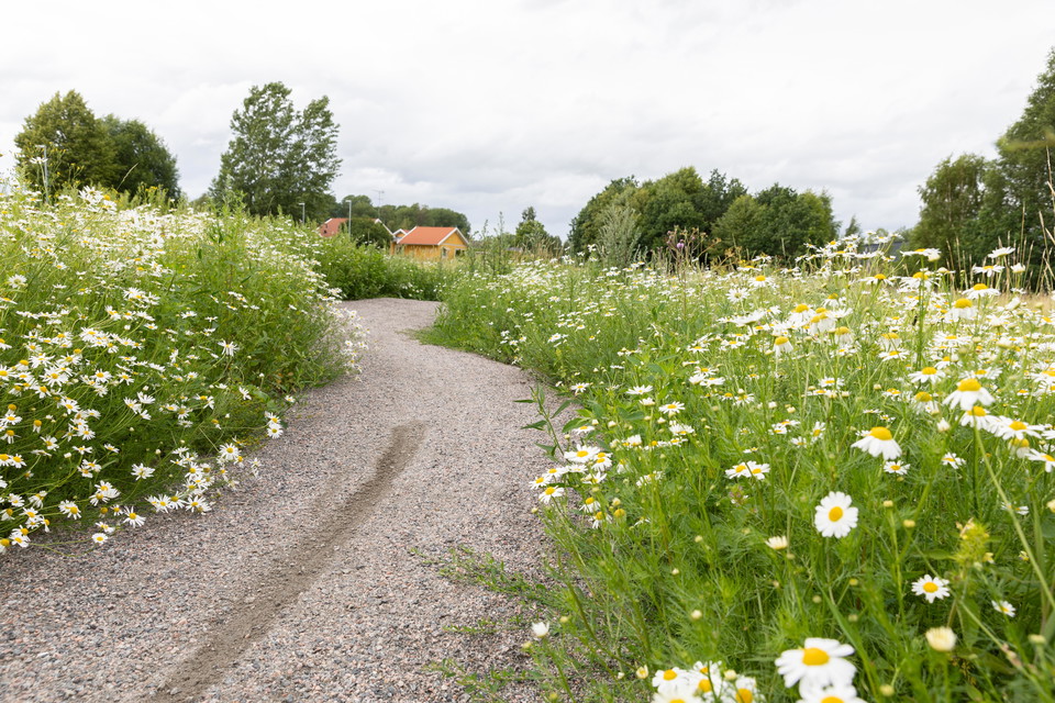 Vy över pumptracken. Kurvor i mitten av banan.