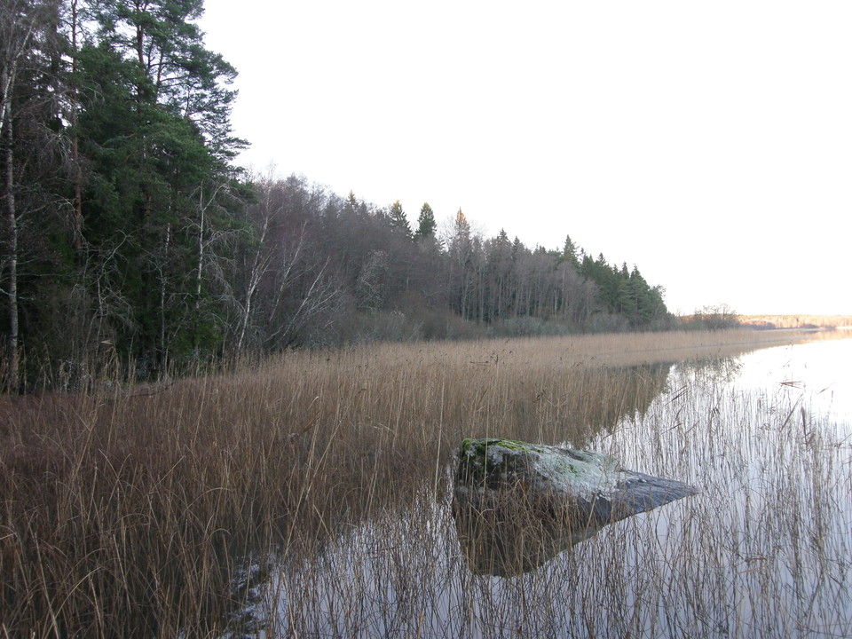 Näsviken. Skog på land möter vassen i vattnet.