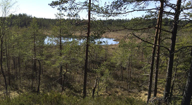 Lomtjärnen.