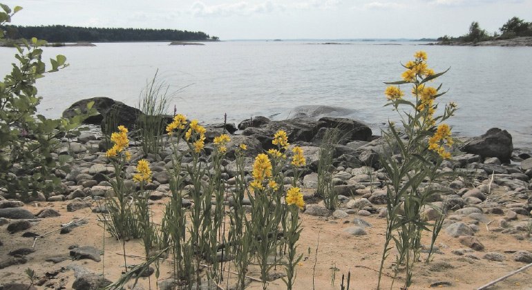 Blommande strandlysing (Lysimachia vulgaris) på Tunnöarna.