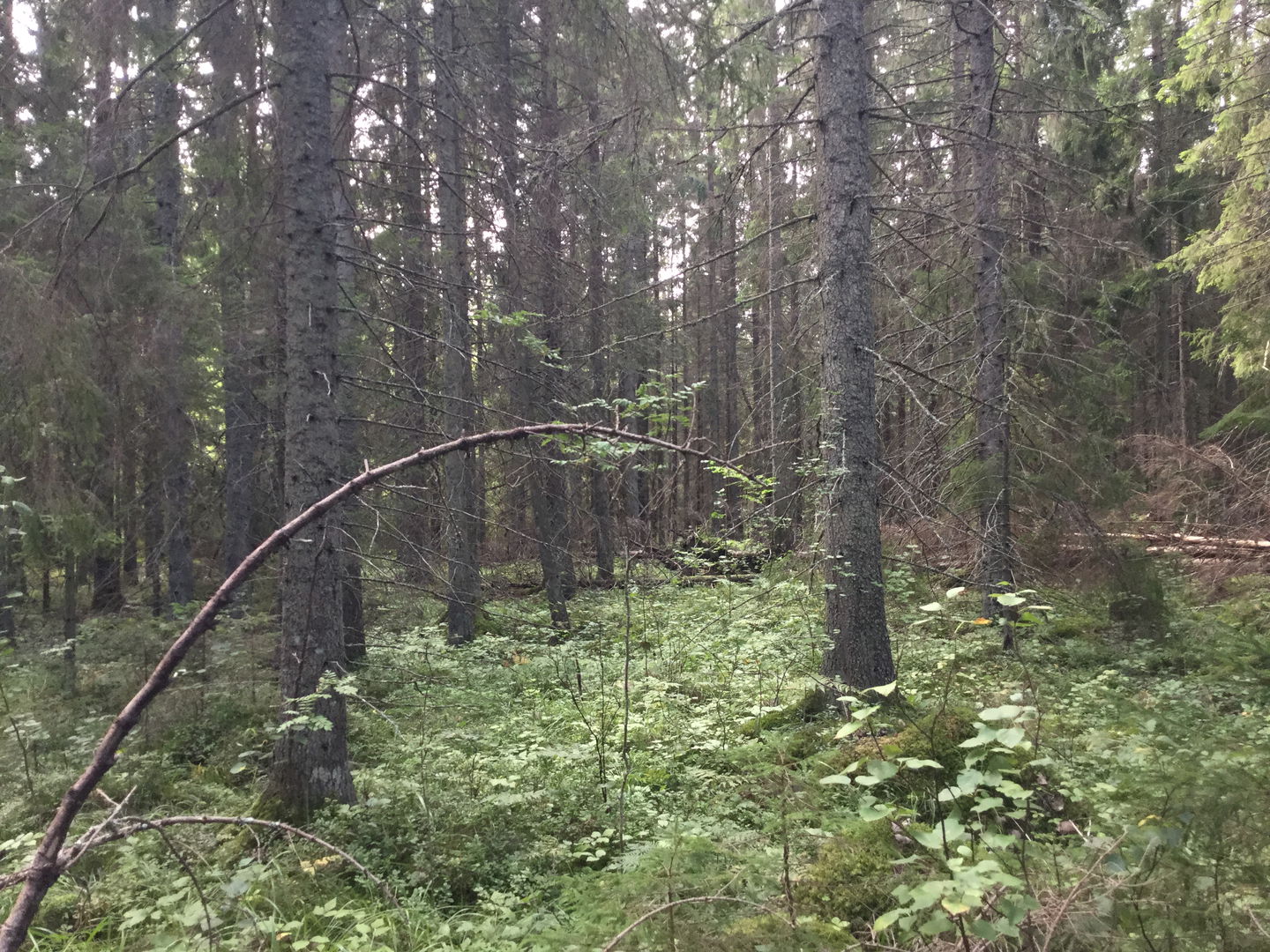 Råda naturreservat