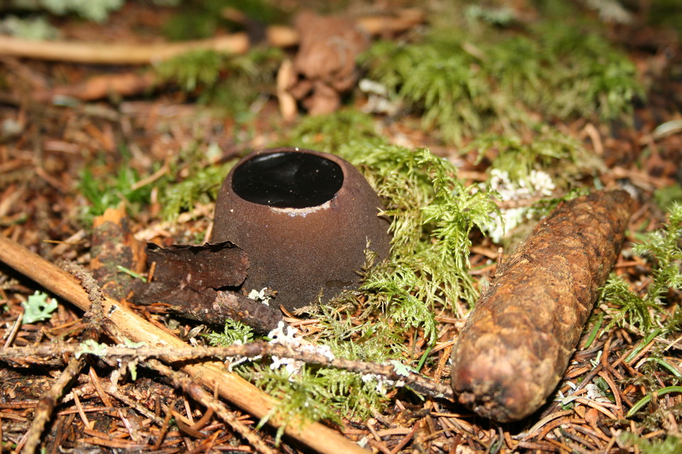 Bombmurkla, Länsstyrelsen