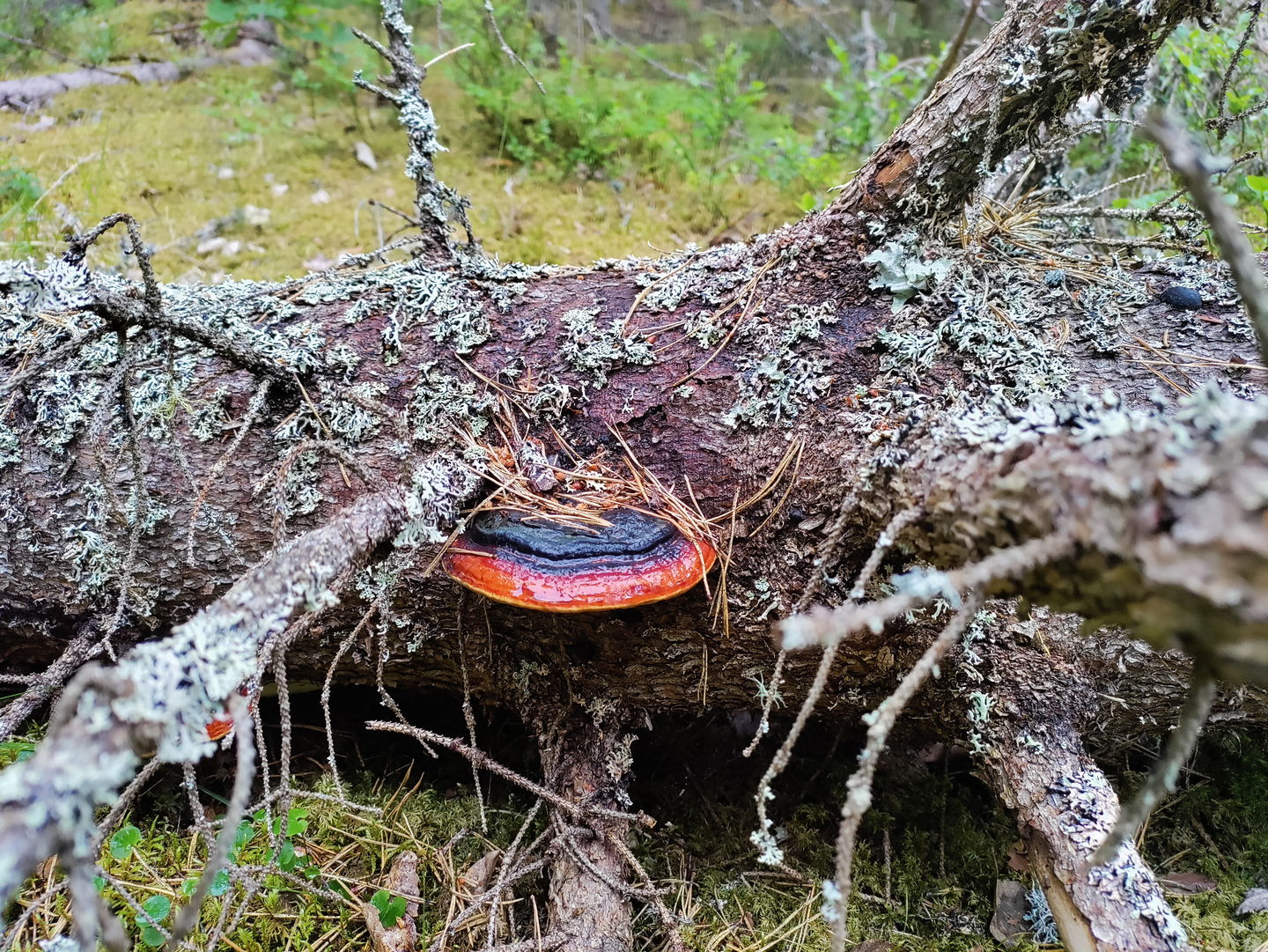 Bilden är på en klibbticka. Den sitter på ett döttträd och är orangeröd och svart