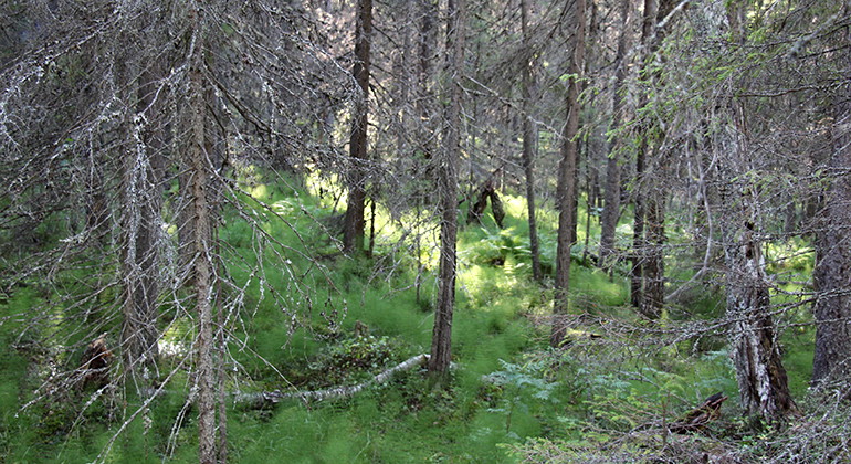 Hällträskskogen.