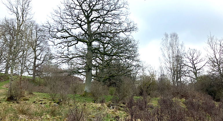 Buskprydd betsmark.