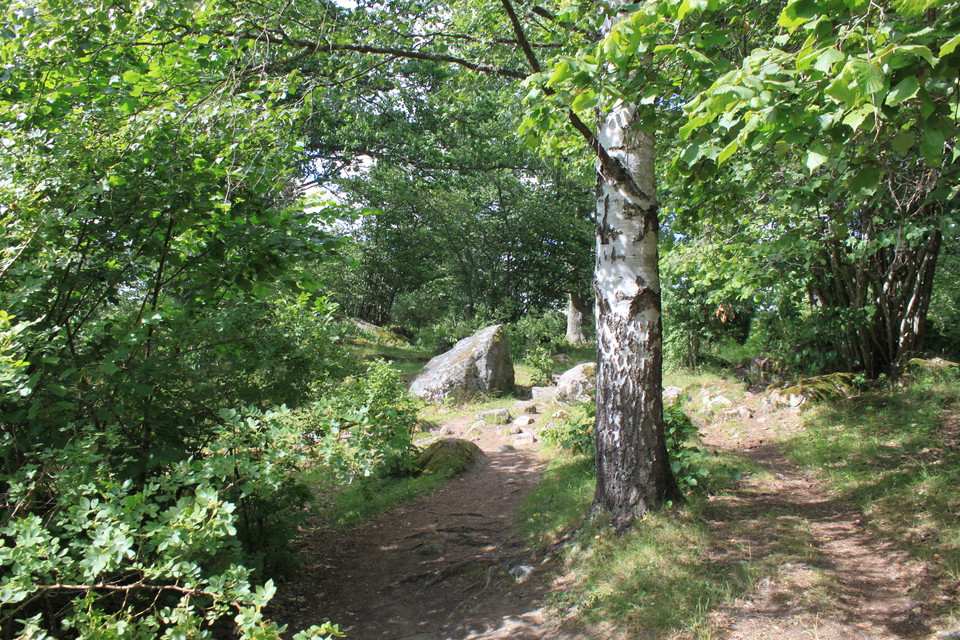 En ojämn och stenig stig genom lummig skog med många buskar. En björk växer mitt på stigen.
