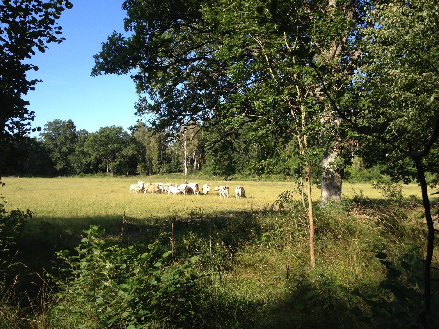 En flock kor på sommarbete i en stor hage med öppen gräsmark och lövträd.