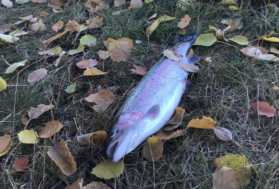 Regnbåge