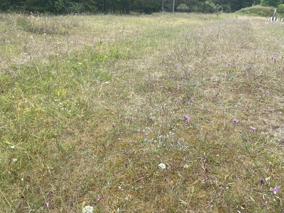 Limön, örtbacke, bilden visar en äng ute på limön