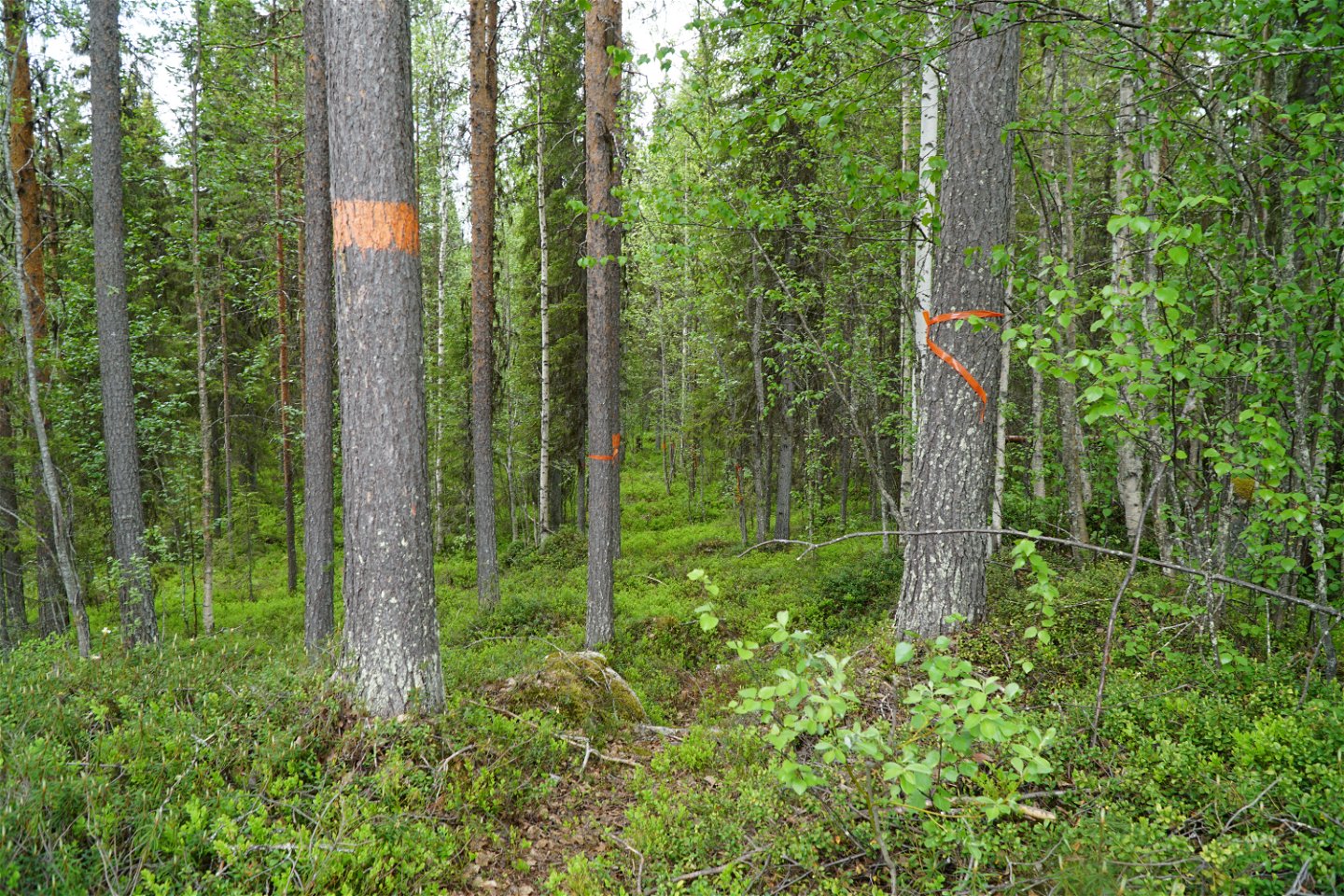 The trail are marked with orange color on the trees
