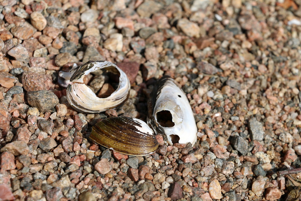 Tre trasiga musselskal.