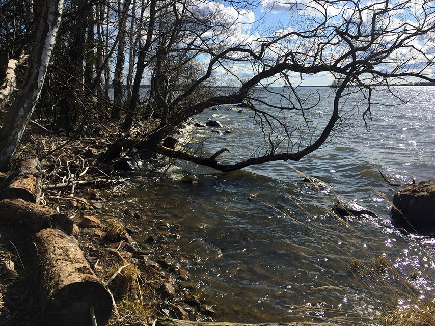 Kalt lövträd som hänger ut över vattenbrynet.
