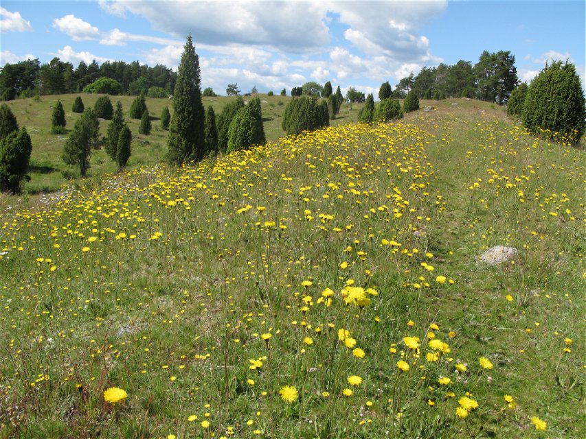 En gräsklädd ås med branta sluttningar. Marken är full av gula blommor och runtom finns många enbuskar.