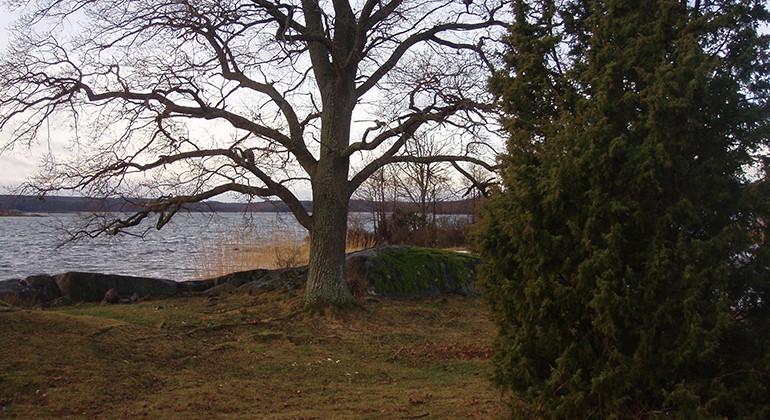 Segersgärdeviken