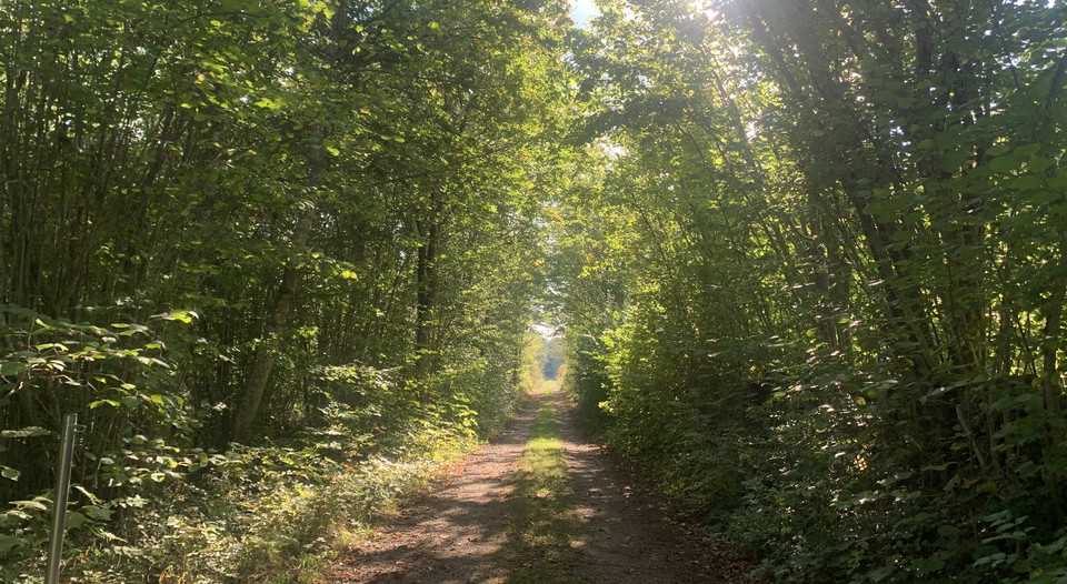 Vandring längs bruksningsväg