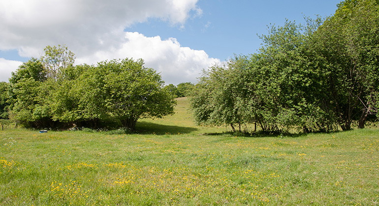Betesmark.