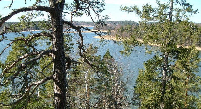 Kattedals gammelskog, Naturreservat
