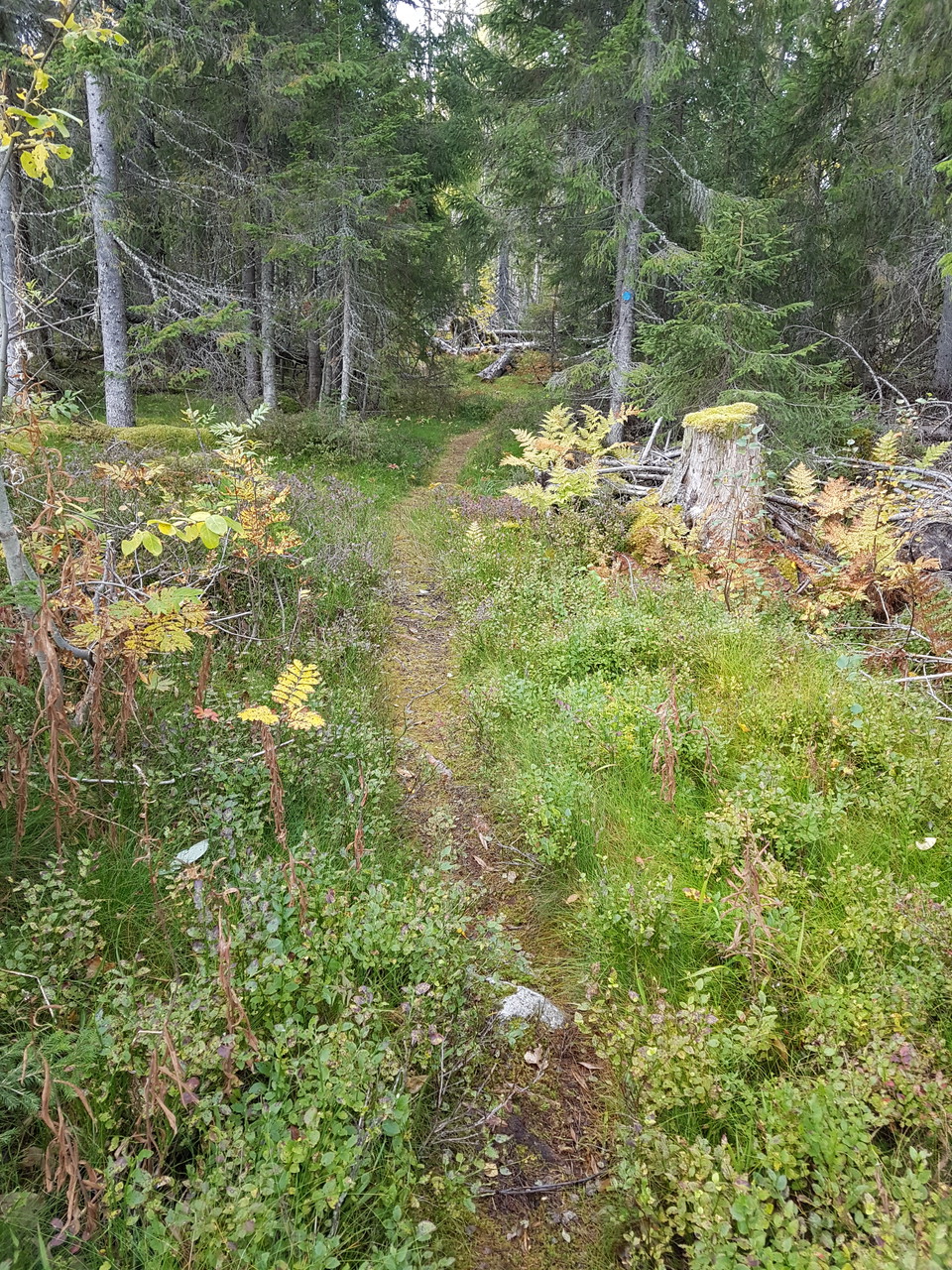 Vandringsleden snirklar sig genom skogen