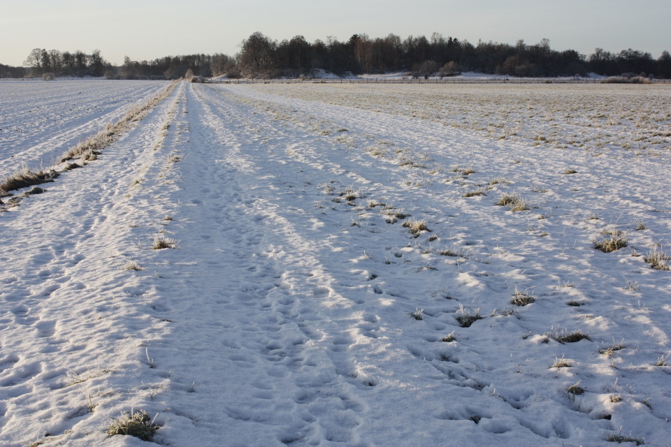 Snötäckt traktorväg över en åker. I bakgrunden finns en skogsdunge.
