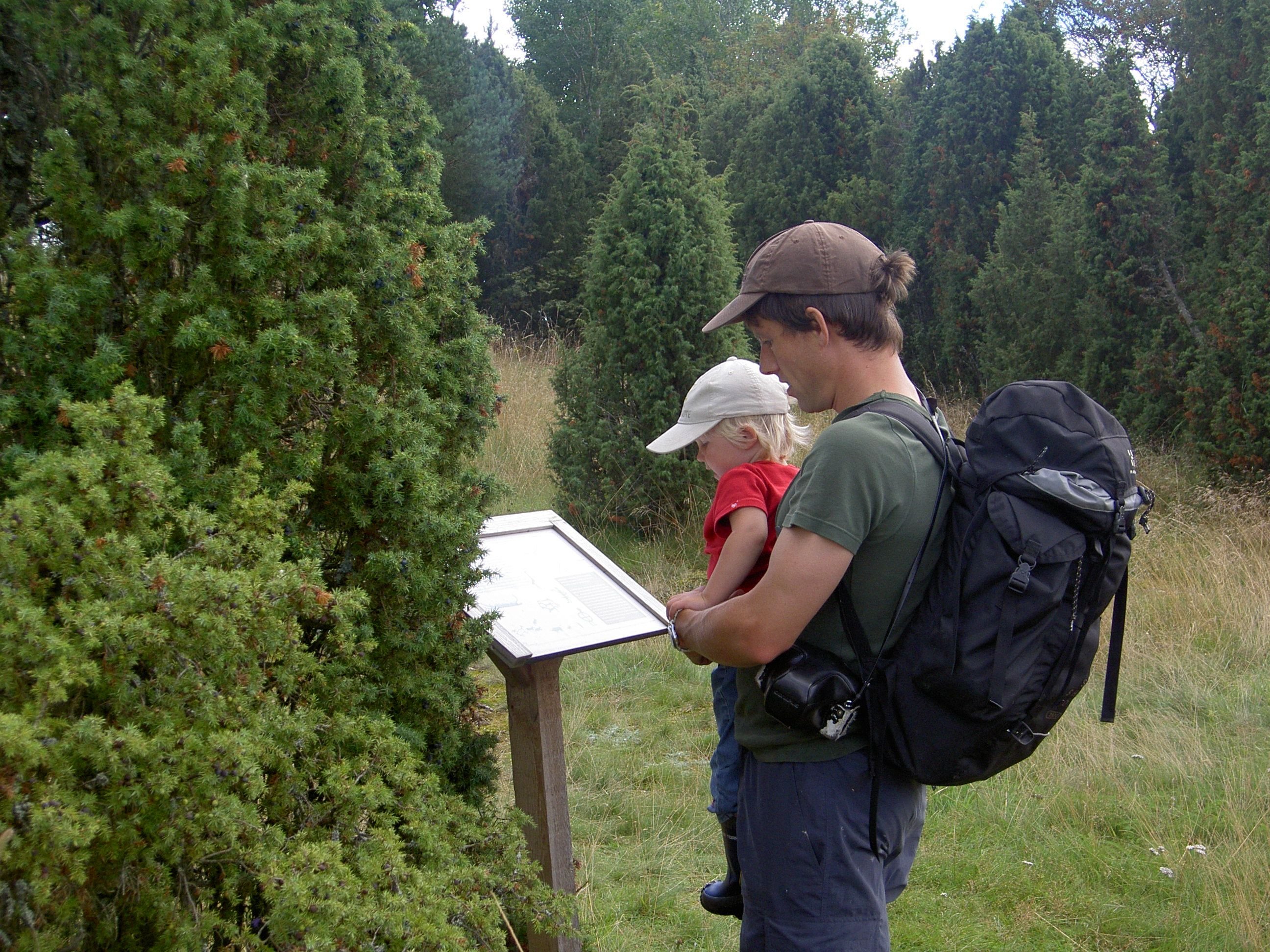 En man står och håller upp ett barn vid en hög enbuske. Mannen och barnet tittar på en informationsskylt.