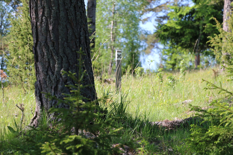 En del av en trästam och en stolpe med vit ledmarkering med en svart kringla på, i hagmark.